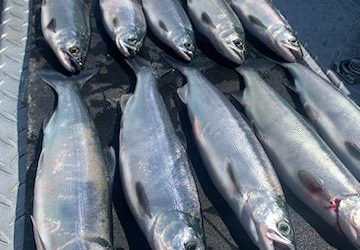 Advanced Kokanee tactics for the the beginner