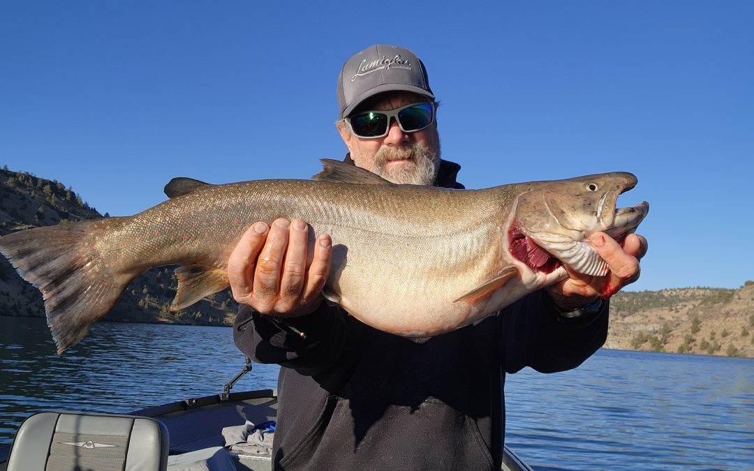 Bull Trout Fishing on Lake Billy Chinook with Baddfish Guide Service
